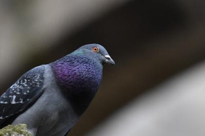 Pigeon biset domestique
