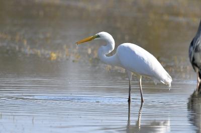 Grande Aigrette