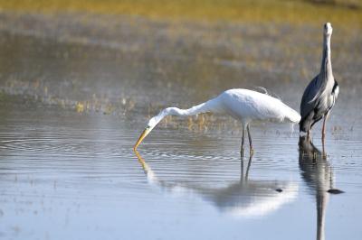 Grande Aigrette