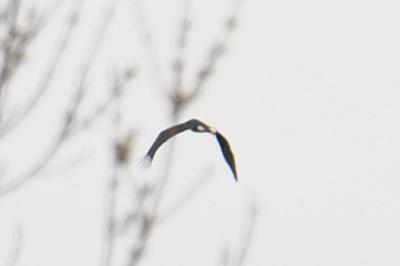Cigogne noire