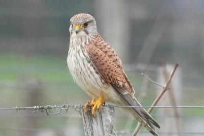 Faucon crécerelle