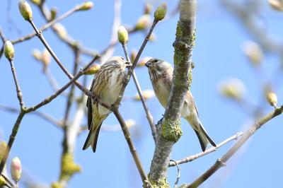 Linotte mélodieuse
