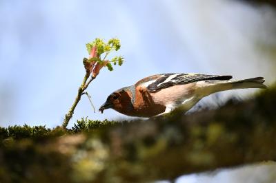 Pinson des arbres