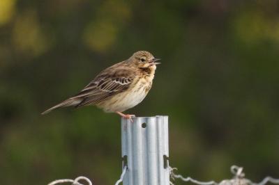 Pipit des arbres