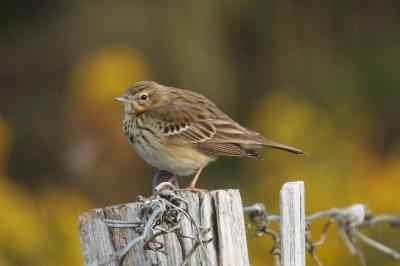 Pipit des arbres