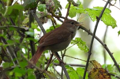 Luscinia megarhynchos