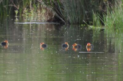 Fulica atra
