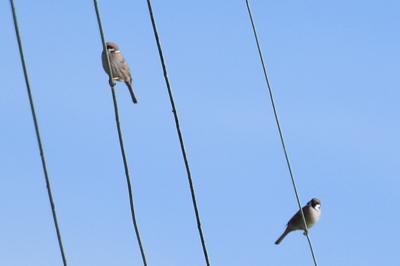 Moineau friquet