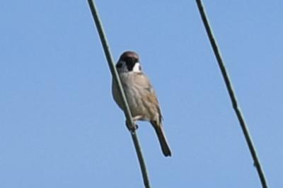 Moineau friquet