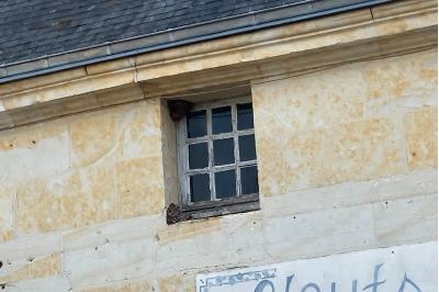 Hirondelle de fenêtre