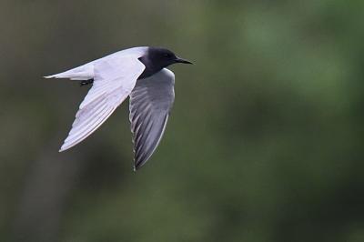 Guifette noire