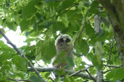 Hibou moyen-duc