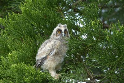 Asio otus