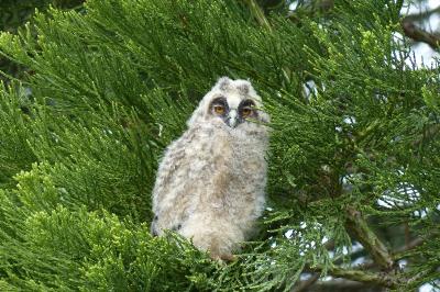 Hibou moyen-duc