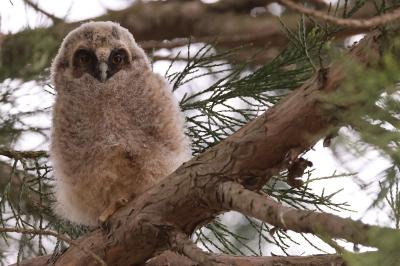 Hibou moyen-duc