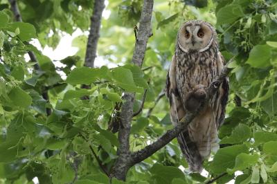 Hibou moyen-duc