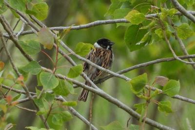 Emberiza schoeniclus