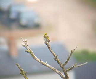 Serin cini