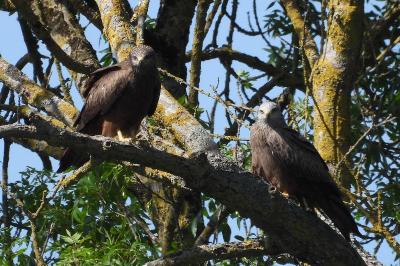 Milvus migrans