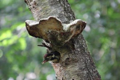 Dendrocopos medius