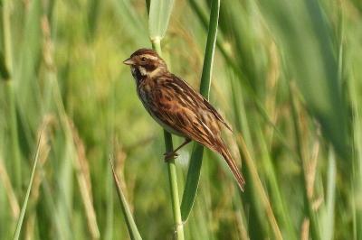 Emberiza schoeniclus