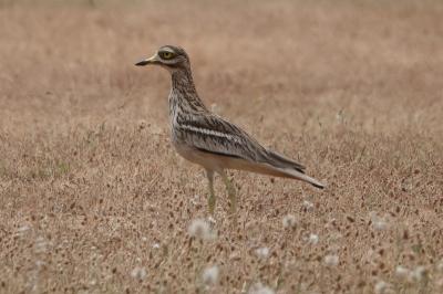 Burhinus oedicnemus