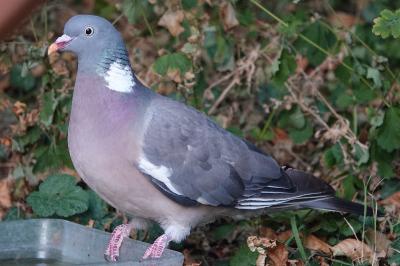 Pigeon ramier