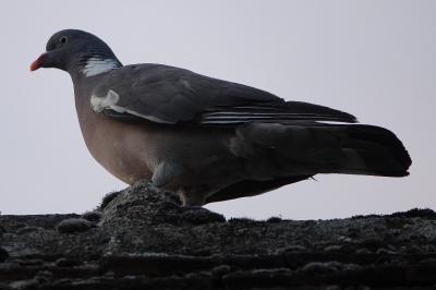 Pigeon ramier