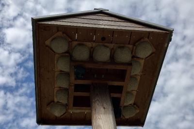 Hirondelle de fenêtre