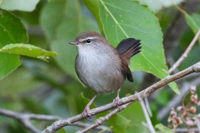Bouscarle de Cetti