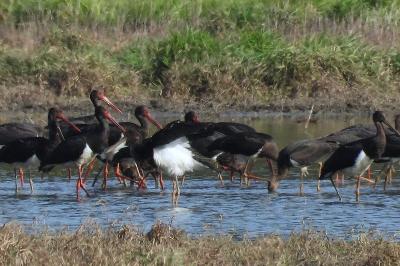 Cigogne noire