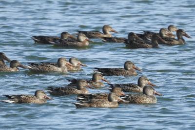 Canard souchet