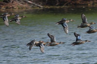 Canard souchet