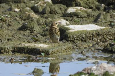 Pipit farlouse