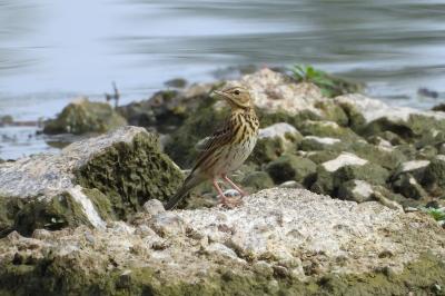 Pipit farlouse