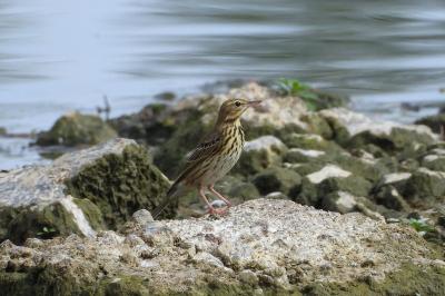Pipit farlouse