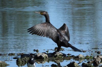 Grand Cormoran