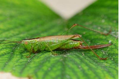 Conocephalus fuscus