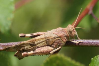Oedipoda caerulescens