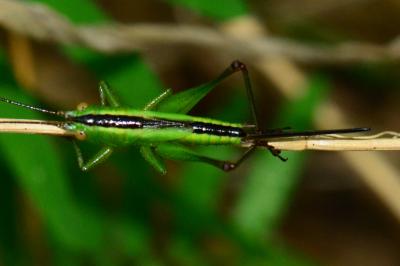 Conocephalus fuscus