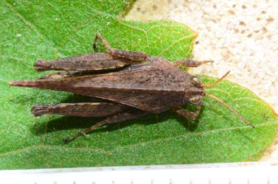 Tetrix subulata