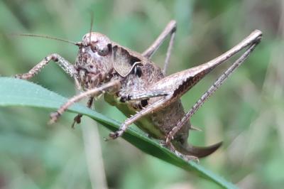 Pholidoptera griseoaptera