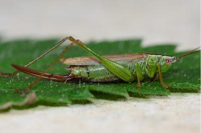 Conocephalus fuscus