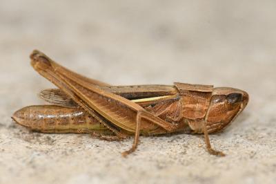 Euchorthippus elegantulus