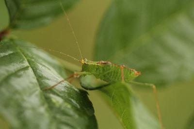 Leptophyes punctatissima