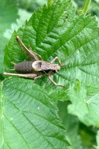 Pholidoptera griseoaptera