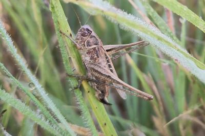 Tessellana tessellata