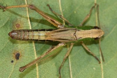Pseudochorthippus parallelus