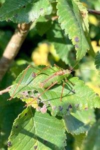 Leptophyes punctatissima