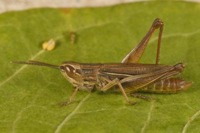 Euchorthippus elegantulus